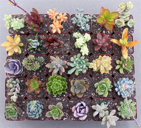 24 Colorful Succulents In 2 12 Inch Pots Succulent Plants