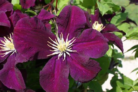We did not find results for: Clematis 'Warszawska Nike' - Clematis Herian