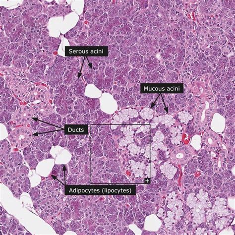 Glandula Parotida Celula