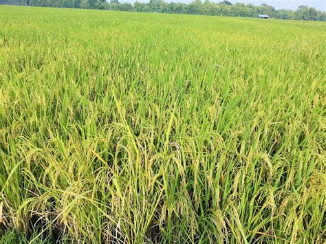 Padahal budidaya padi sangat penting, mengingat komoditas ini merupakan kebutuhan pokok bagi bangsa indonesia. Mudah! 7 Cara Menanam Padi Ciherang Agar Berkualitas