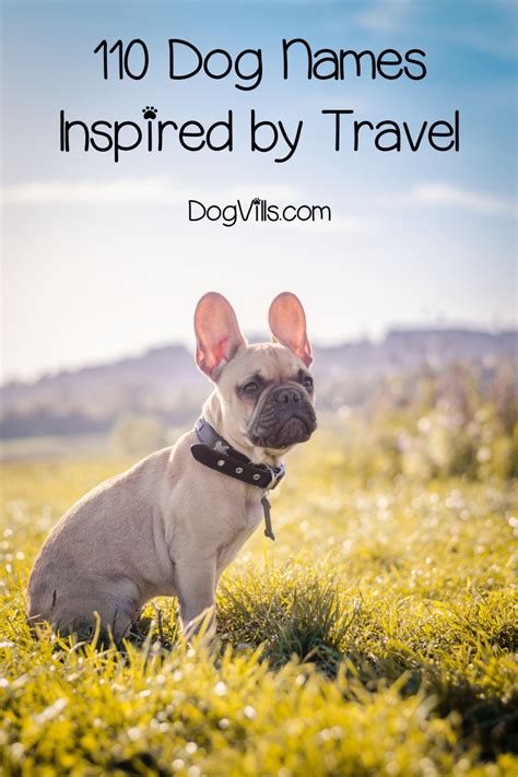 110 Dog Names Inspired By Travel
