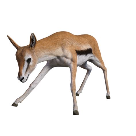 Gazelle Animal Isolated 29200463 Png