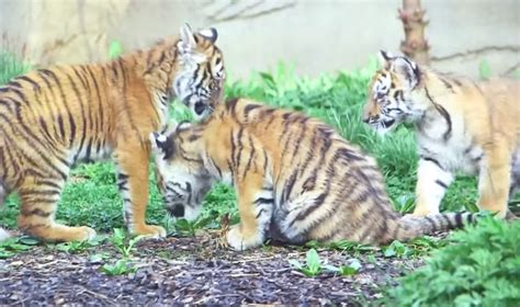 Endangered Tiger Cubs Make First Public Appearances At Cleveland Zoo