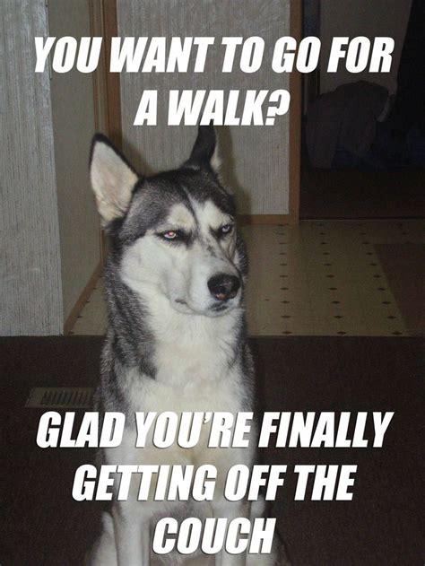 Funny Husky Memes That We All Love Dog N Treats