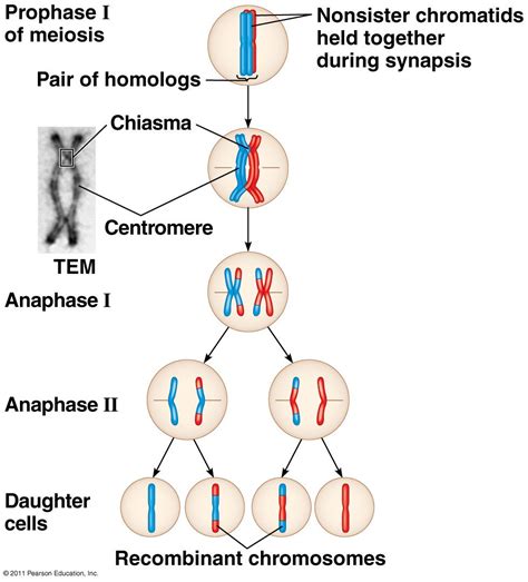 Chapter 13 Meiosis And Sexual Reproduction