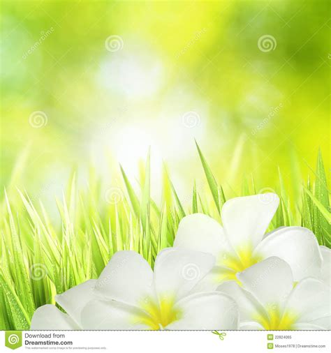 Green Grass And White Flowers Stock Image Image Of Light Bubbles