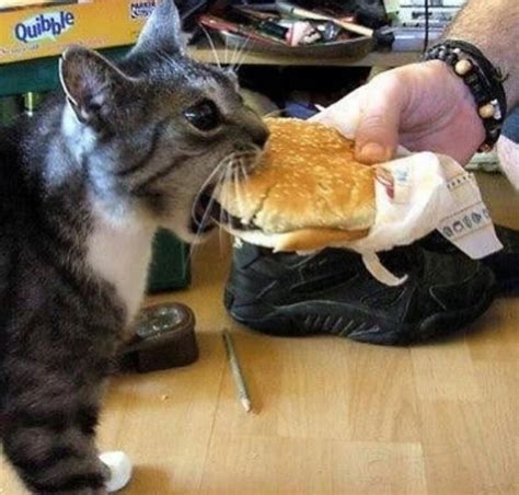 A Cat Has Ing A Cheezburger Cheezburger Know Your Meme