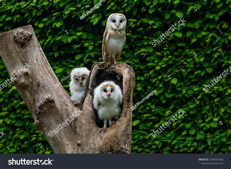 696 Baby Barn Owl Images Stock Photos And Vectors Shutterstock