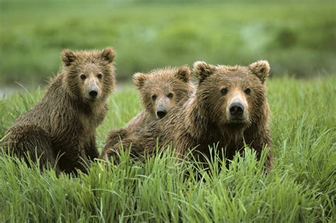 Bears (くま kuma?) are a species of villager in the animal crossing series. Bear | The Biggest Animals Kingdom