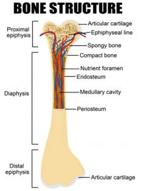 The long bone is the most common type of bone in the human body the structure of a long bone: What is the Metaphysis? (with pictures)