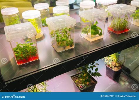 Sprouts Of Various Plants Sprout In Containers Agriculture Stock Image