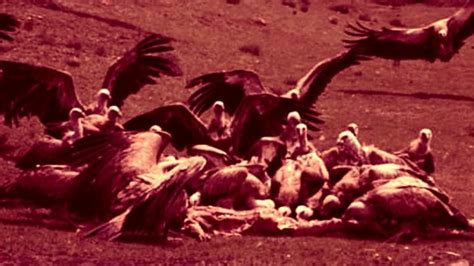 Foto 7 Tradisi Pemakaman Paling Aneh Di Dunia Dimakan Burung Bangkai Hingga Dijadikan Manik