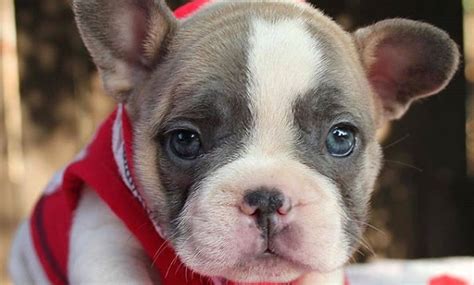 14 French Bulldog Facts That You May Find Fascinating Petpress