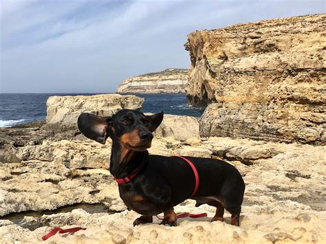 If you're traveling internationally, please see the hawaii and international travel section below. How to Travel to Malta with a Dog - Travelnuity