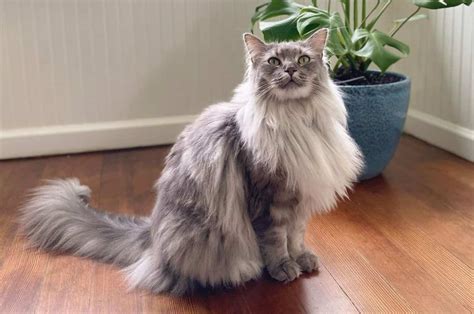 The Ragcoon A Majestic Maine Coon Ragdoll Mix