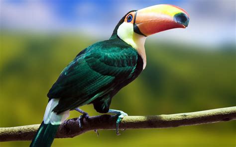 Toucan Bird Photo Hd Desktop Wallpapers 4k Hd