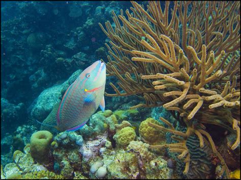 The great barrier reef is a mosaic of 2,900 individual reefs off the coast of queensland in northeast australia. The Great Barrier Reef is in serious trouble. These fish ...