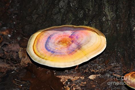 Rainbow Mushroom Photograph By Stuart Mcdaniel