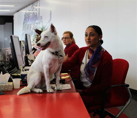 They will also assist with advice on vaccinations required, and quarantine on entry. A day in the Virgin Australia office | Pet travel, Pet ...
