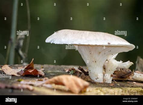 White Mushroom Growing On A Rotting Tree Stump Stock Photo Alamy