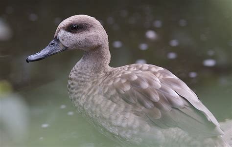 Marbled Teal Zoo Guide