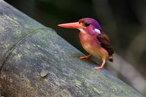 South Philippine Dwarf Kingfisher Photographed For The Very First Time