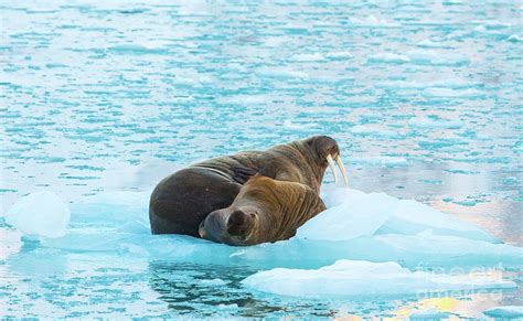 Two Walrus Resting On An Ice Floe Photograph By Peter J Raymond