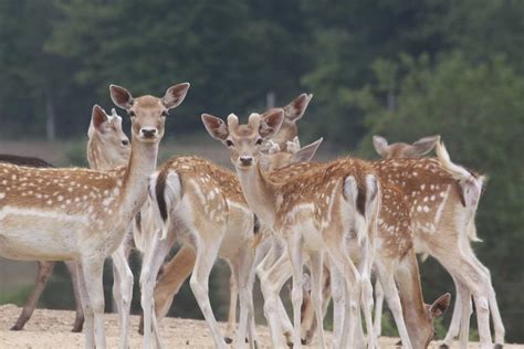 Fallow Deer Herd Flickr Photo Sharing