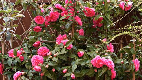 How To Grow Camellias And Pack Your Winter Garden With Gorgeous Blooms