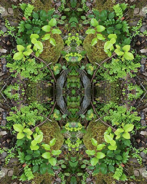 The Forest Floorist 2 Double Mirrored Vertically Flipped Photograph By