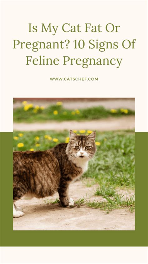 Is My Cat Fat Or Pregnant 10 Signs Of Feline Pregnancy