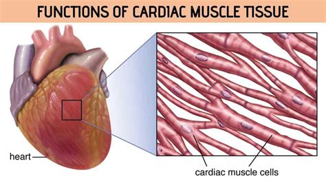 Cardiac Muscle Function Rajus Biology