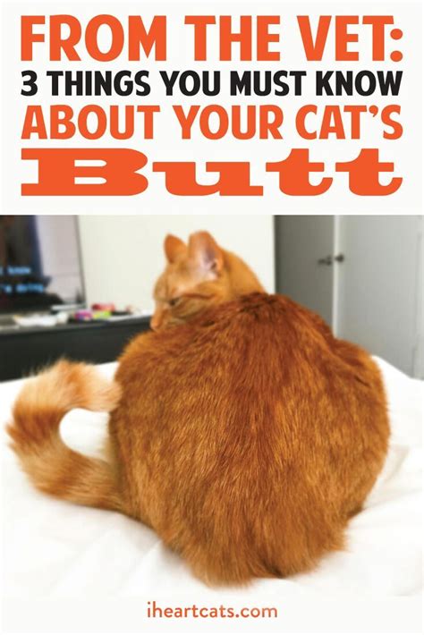 From The Vet 3 Things You Must Know About Your Cats Butt Cat Facts