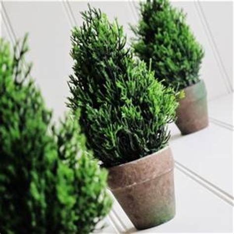 In such situations the containers in which the dwarf conifers are grown can simply be placed in the ground or on top of the. Conifer topiary in a mini pot x 1 | Bliss and Bloom Ltd