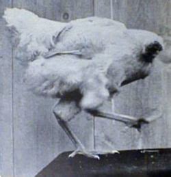 Faskes adalah fasilitas kesehatan tingkat pertama (fktp) yang meliputi puskesmas, poliklinik dan praktik dokter, yang harus didatangi pertam. Berapa lama seekor ayam bisa hidup tanpa kepalanya ...