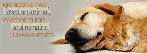 Love An Animal Facebook Timeline Cover Facebook Covers Fb Covers