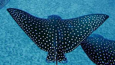 Spotted Eagle Rays Manta Rays In Hawaii