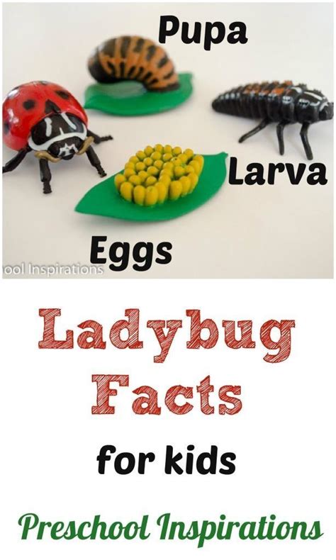 Ladybug Facts For Kids Facts For Kids Ladybug Theme Insects Preschool