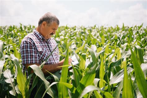 Adult Farmer Checking Plants On His Farm Agronomist Holds Tablet In The Corn Field And