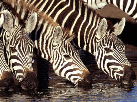 Zebras At The Water Wallpaper