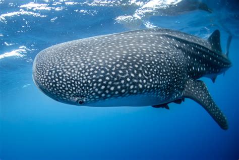 The 11 Coolest Ocean Animals In Florida Oceanwide Explorers