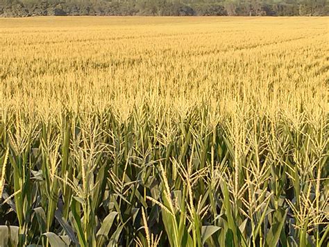 Corn Crops And Climate Change Blog For Iowa