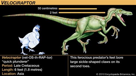 Velociraptor Description Size Diet And Facts Britannica