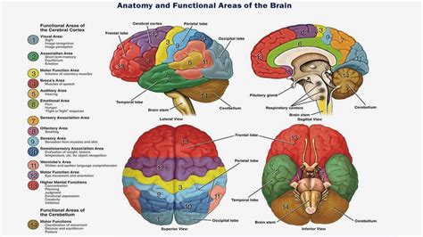 Main Parts Of The Brain And Functions