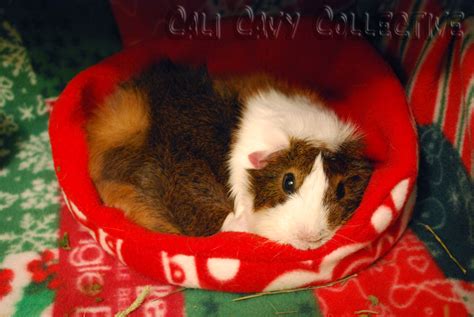 Cali Cavy Collective A Blog About All Things Guinea Pig Secrets Of