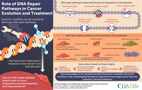 Understanding The DNA Repair Toolkit To Chart Cancer Evolution