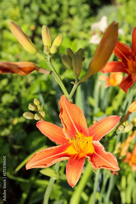 Fotka „tiger Lilies In Garden Lilium Lancifolium Syn L Tigrinum Is