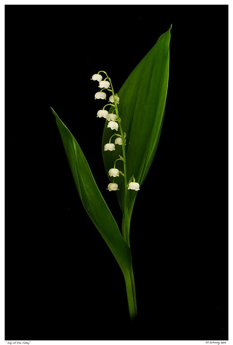 Lily Of The Valley Ed Lehming Photography