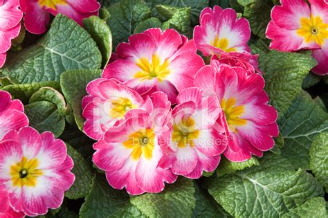 Rose Pink Primrose Primula Stock Photo Royalty Free Freeimages