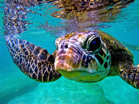 Hawaiis Incredible Wildlife In 10 Photos